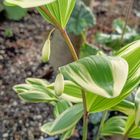 ナルコユリ（アマドコロ）、小さなお花...