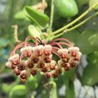 小石川植物園温室。 ホヤのお花が咲いて...