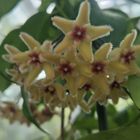 小石川植物園。 ホヤのお花が咲いてました✨