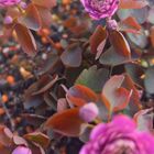 バイカカラマツの開花、4種類