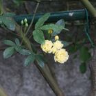 キモッコウ一番に開花です