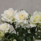 コルダーナ・ホワイト、花もちがよく中...