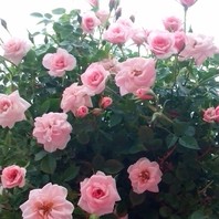 ミニバラ ミス ピーチ姫 ２０１６ ２０１７ ﾉ ﾟ 華やかに咲き誇るお花たち のアルバム みんなの趣味の園芸