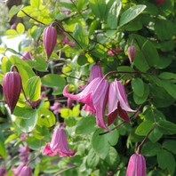 クレマチス 踊場 ６月 ７月の庭の花 クレマチス アガパンサス バイカウツギ イトシャジン のアルバム みんなの趣味の園芸