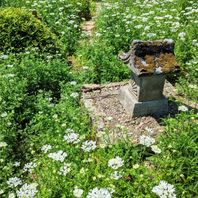 オルラヤ・グランディフロラ　写真