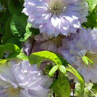 クレマチス（春咲き）　写真
