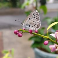 フィンガーライム　写真