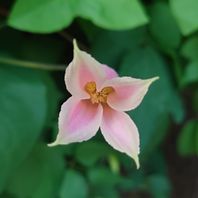 クレマチス（四季咲き）　写真