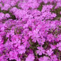 シバザクラ（芝桜）　写真