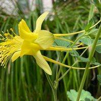 その他の植物　写真