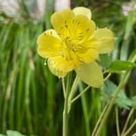 その他の植物　写真