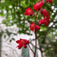 その他の植物　写真