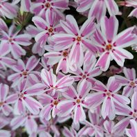 シバザクラ（芝桜）　写真