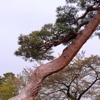 マツの仲間　写真