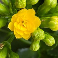 カランコエ（多肉植物）　写真