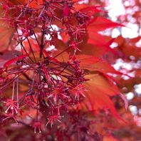 カエデ（モミジ）　写真