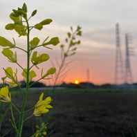 その他の植物　写真