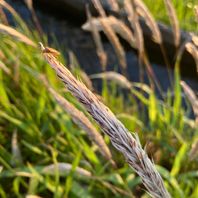 その他の植物　写真