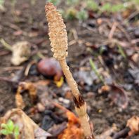 その他の植物　写真