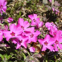 シバザクラ（芝桜）　写真