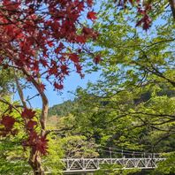 カエデ（モミジ）　写真