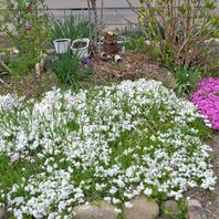 シバザクラ（芝桜）　写真