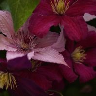 クレマチス（四季咲き）　写真