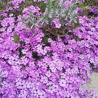 シバザクラ（芝桜）　写真