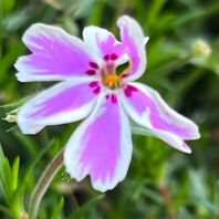 シバザクラ（芝桜）　写真