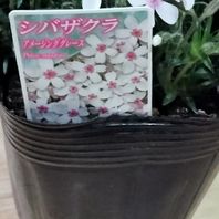 シバザクラ（芝桜）　写真