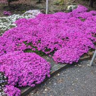 シバザクラ（芝桜）　写真