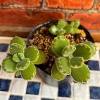 カランコエ（多肉植物）　写真