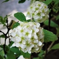 『コデマリ』を生け花的に表現したい。