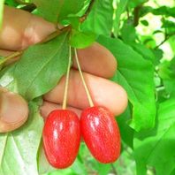 グミの仲間の種類 原種 品種 植物図鑑 みんなの趣味の園芸 Nhk出版