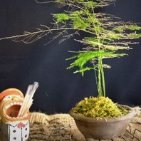 アスパラガス 観葉植物 とは 育て方図鑑 みんなの趣味の園芸 Nhk出版