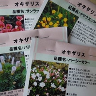オキザリスの種類 原種 品種 植物図鑑 みんなの趣味の園芸 Nhk出版