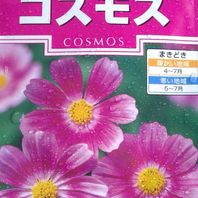 コスモスの種類 原種 品種 植物図鑑 みんなの趣味の園芸 Nhk出版