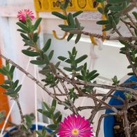 マツバギク 松葉菊 の種類 原種 品種 植物図鑑 みんなの趣味の園芸 Nhk出版