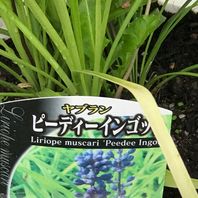 ヤブラン リリオペ の種類 原種 品種 植物図鑑 みんなの趣味の園芸 Nhk出版
