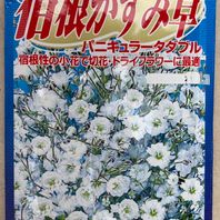カスミソウの種類 原種 品種 植物図鑑 みんなの趣味の園芸 Nhk出版