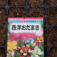 西洋オダマキとは 育て方図鑑 みんなの趣味の園芸 Nhk出版