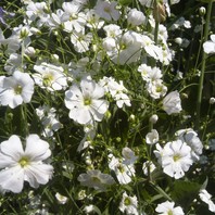 表紙 白花かすみ草を種から育ててみる そだレポ みんなの趣味の園芸