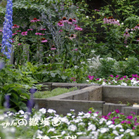 千葉市の花壇 花手毬の会 種まきガーデニング デルフィニウム そだレポ みんなの趣味の園芸