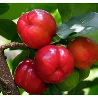 アセロラの種類 原種 品種 植物図鑑 みんなの趣味の園芸 Nhk出版