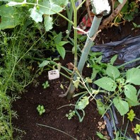 雨よけに ビニール袋を被せる 17年 ミニトマト すずなり そだレポ みんなの趣味の園芸
