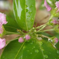 アセロラの種類 原種 品種 植物図鑑 みんなの趣味の園芸 Nhk出版