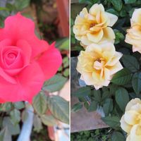 2⃣🌻同じ鉢で咲く２つの🌹ミニバラの花 📷...