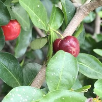 アセロラの種類 原種 品種 植物図鑑 みんなの趣味の園芸 Nhk出版