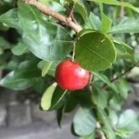 アセロラの種類 原種 品種 植物図鑑 みんなの趣味の園芸 Nhk出版