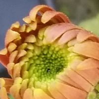 ポットマム 洋菊 とは 育て方がわかる植物図鑑 みんなの趣味の園芸 Nhk出版